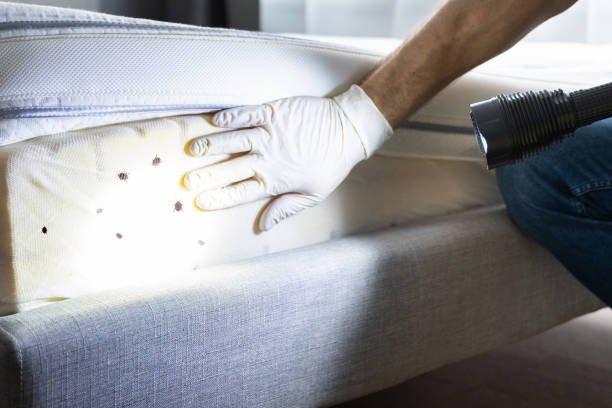 Best Affordable Pest Control Services  in White City, FL