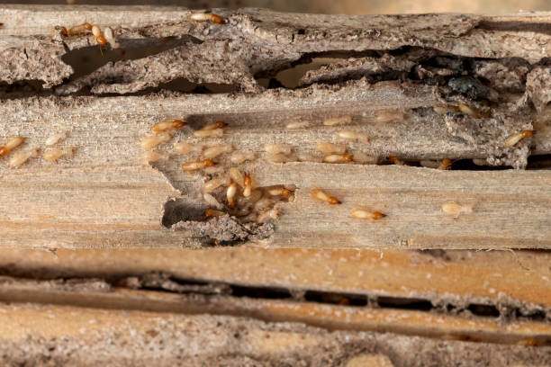 Best Wasp Removal Services  in White City, FL