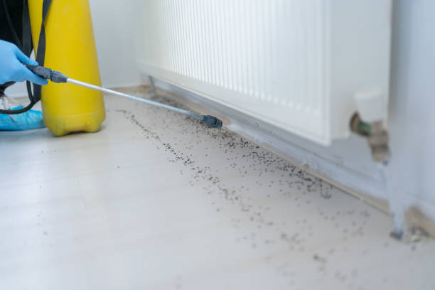 Best Pest Inspection Near Me  in White City, FL